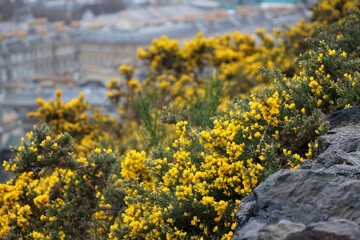 Obraz premium yellow flowers on the rocks