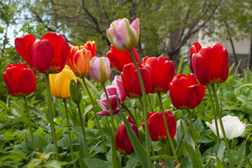 Colorful tulips horizontal view 2