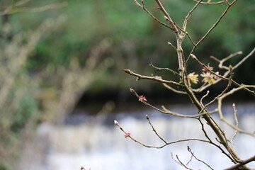 tree branch in spring
