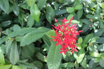 Red needle flower blooming on green leaves branch hanging on tree closeup in the garden. In Samut Sakhon, Thailand.