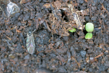 Dark-winged fungus gnat, Sciaridae on the soil. These are common pests that damage plant roots