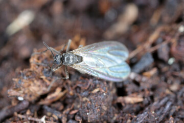 Dark-winged fungus gnat, Sciaridae on the soil. These are common pests that damage plant roots