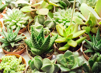 succulent plants. Small garden with miniature Succulent , echeveria. Home indoor plants