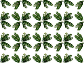 Leaves or Foliage pattern with a white background. Beautiful leaf pattern.