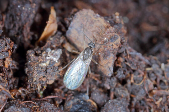 Dark-winged fungus gnat, Sciaridae on the soil. These are common pests that damage plant roots