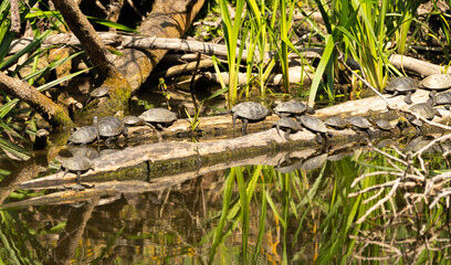 natur, green, gras, eidechse, tier, reptil, schlange, wild lebende tiere, wald, wasser, pflanze