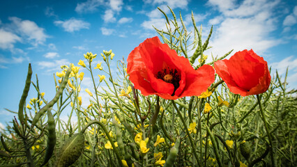 Summer scarlet poppy flowers field. Scarlet poppy flowers meadow. Summer scarlet poppies flowers meadow
