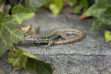 lizard basks on a rock among the leaves