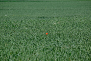 Coquelicot seul dans un champ