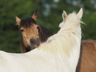 Horse Mutual Grooming