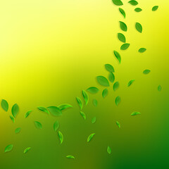 Falling green leaves. Fresh tea chaotic leaves fly