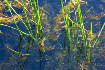 swamp algae , red plants in the puddle water 