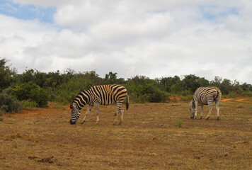 Fototapeta na wymiar Zebras in the nature reserve in National Park South Africa