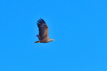 Fototapeta premium Seeadler in der Oberlausitz
