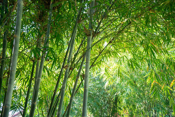 beautiful Bamboo leaf and tree image for Asia theme lifestyle background.