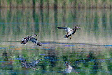 Schnatterenten in der Oberlausitz