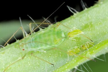 Acyrthosiphon pisum commonly known as the pea aphid or as the green dolphin, pea louse and clover louse. It is a sap-sucking insect in the Aphididae family, pest of pea crops.