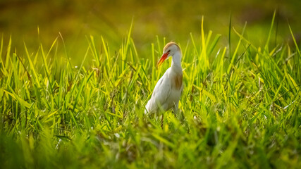 white ibis bird