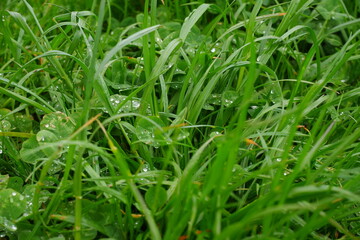 Grass with dew after rain. Suitable for background