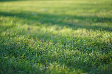 Fototapeta na wymiar close up to grass wih the shadow shade in golden time.