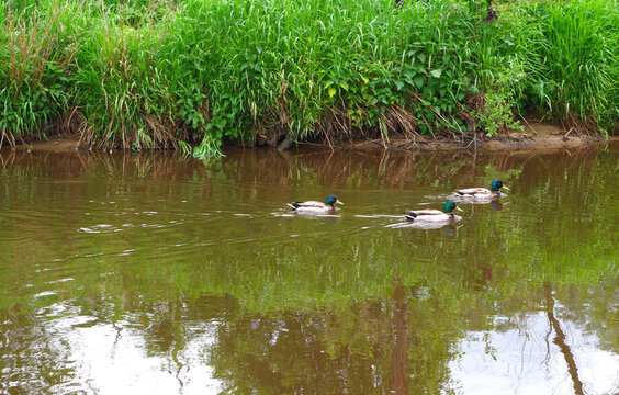 Beautiful three ducks are floating on the river