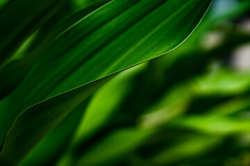 Green close up nature large leaf in relaxing mood and tone with smooth curve and line on rim of leaf.