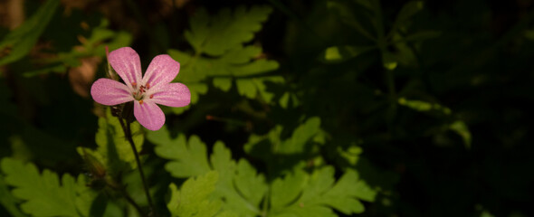 pink and yellow flower