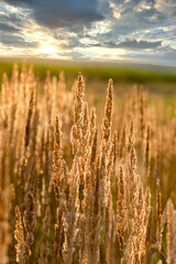 Seeds of beautiful high dry grass,  high dry grass in meadow