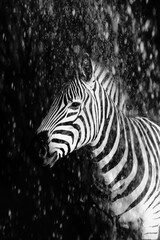 Fototapeta premium Zebra close up