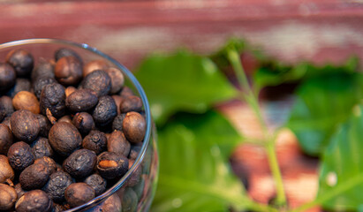 Green and roasted coffee beans (Coffea sp) in glass bowl on wooden rustic background