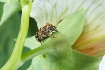 Bruchus pisorum - pea weevil, pea beetle and pea seed beetle. It is a species of leaf beetle in the family Chrysomelidae subfamily Bruchinae (bean weevils or seed beetles). It common pest of peas.