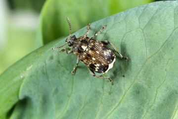 Bruchus pisorum - pea weevil, pea beetle and pea seed beetle. It is a species of leaf beetle in the...