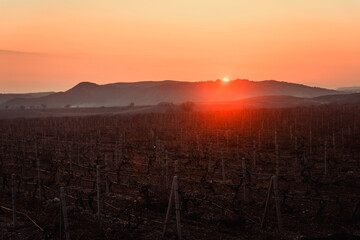 Vineyard at sunset in winter
