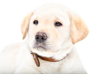 Portrait of a cute Labrador puppy isolated on white background