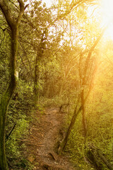 Autumn forest road in the morning
