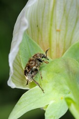 Bruchus pisorum - pea weevil, pea beetle and pea seed beetle. It is a species of leaf beetle in the family Chrysomelidae subfamily Bruchinae (bean weevils or seed beetles). It common pest of peas.