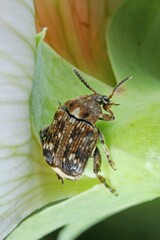 Bruchus pisorum - pea weevil, pea beetle and pea seed beetle. It is a species of leaf beetle in the family Chrysomelidae subfamily Bruchinae (bean weevils or seed beetles). It common pest of peas.