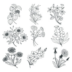 botanical Floral set set. Crocus, Forget-me-nots, Physalis, dandelion, Chamomile, Flower lily of the valley, Carnation, Clematis flowers. Vector stock illustration eps 10. Outline. Hand drawing