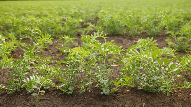 Closeup of sprouted green chickpea seedlings on an agricultural field, slow-motion shot