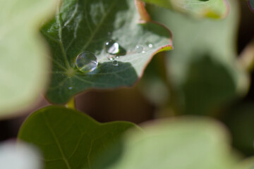 dew on a nasturtium leaf