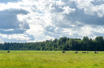 Fototapeta premium Holstein Freisian cattle grazing against the forest landscape of Jarvamaa, Estonia, in summer 