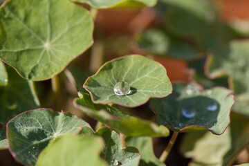 dew on a nasturtium leaf