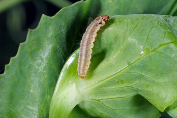 Caterpillar of Cydia nigricana the pea moth, is a moth of the family Tortricidae. It common pest of...