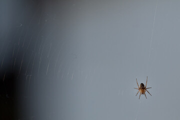 spider web spiderweb in a wood