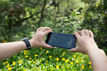 Hands using smartphone taking picture of little flowers