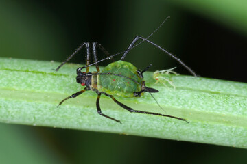 Aphid on a leaf with a freshly born aphid and visible red eyes of young aphids through the abdomen.