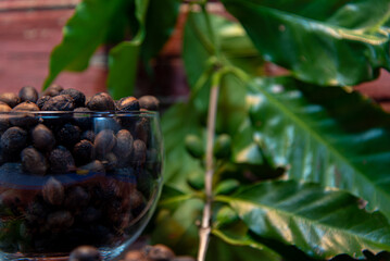 Green and roasted coffee beans (Coffea sp) in glass bowl on wooden rustic background