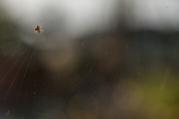 spider web spiderweb in a wood