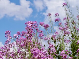 Obraz premium Upward angle of purple wildflowers dame’s rocket, growing in nature, looking up at the pretty blue sky with white clouds for a background!