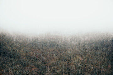 Fototapeta na wymiar Mist over woods landscape.